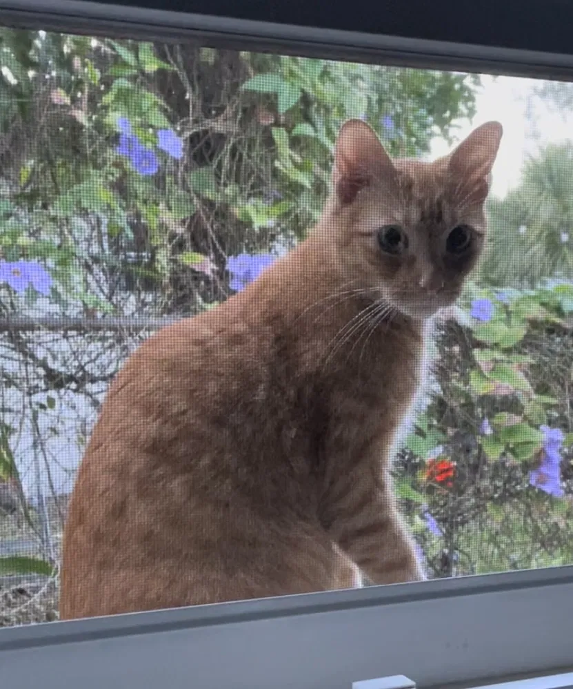 Lost cat in Pompano Beach, FL, 33064