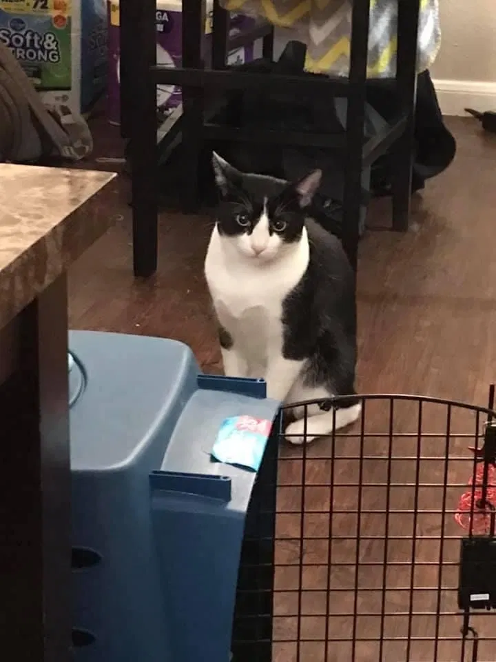Lost cat in Houston, TX, 77062