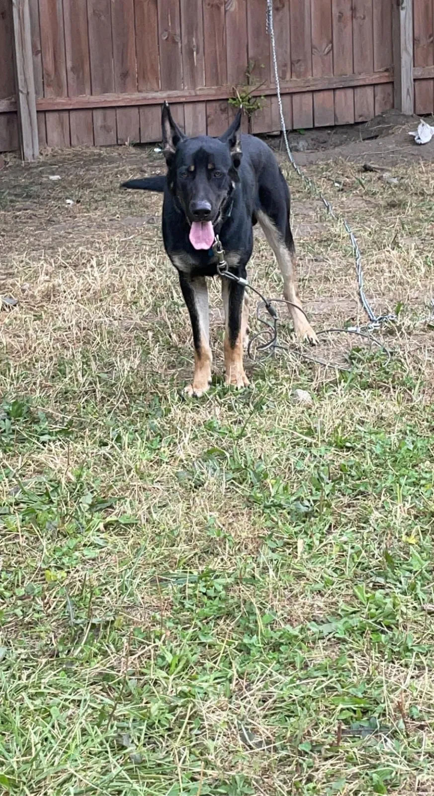 Lost dog in Detroit, MI, 48209