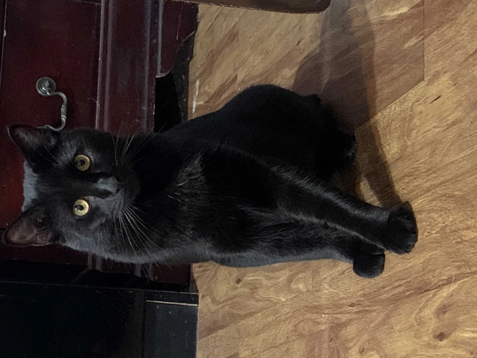 Lost cat in Dallas, TX, 75229