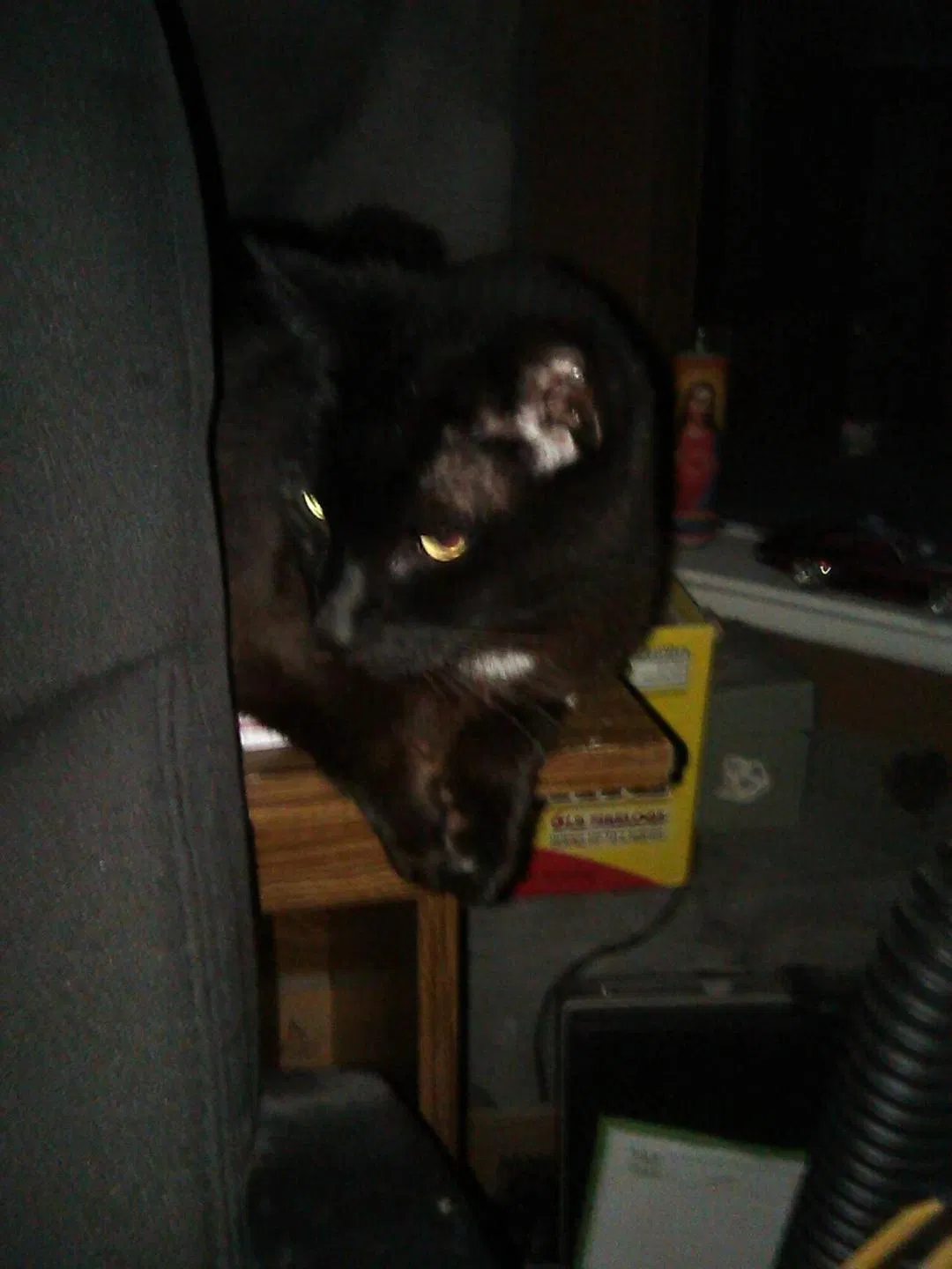 Lost cat in San Pablo, CA, 94806