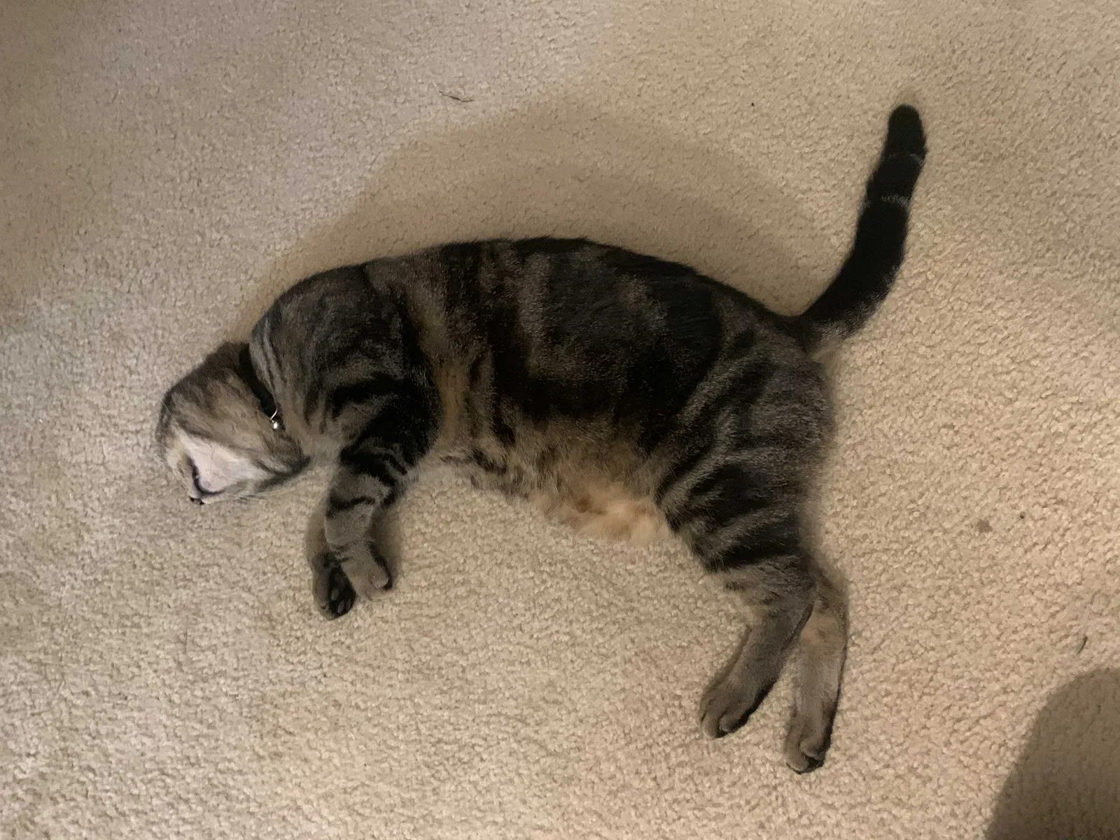 Lost cat in Angier, NC, 27501