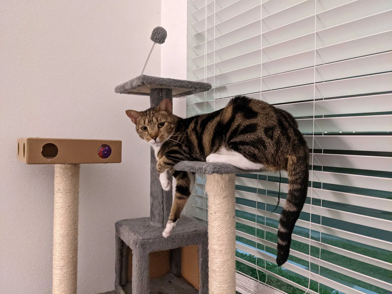 Lost cat in Tampa, FL, 33603