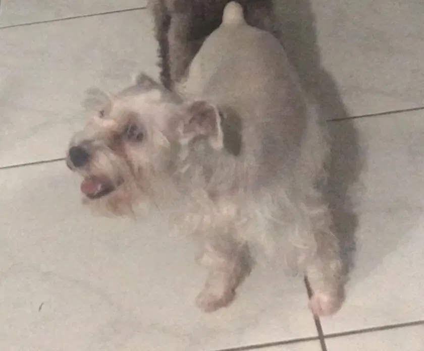 Lost dog in Miami, FL, 33170