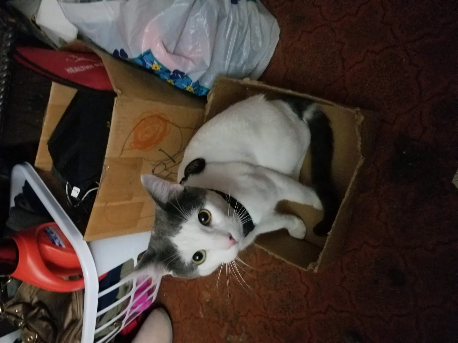 Lost cat in Anchorage, AK, 99502