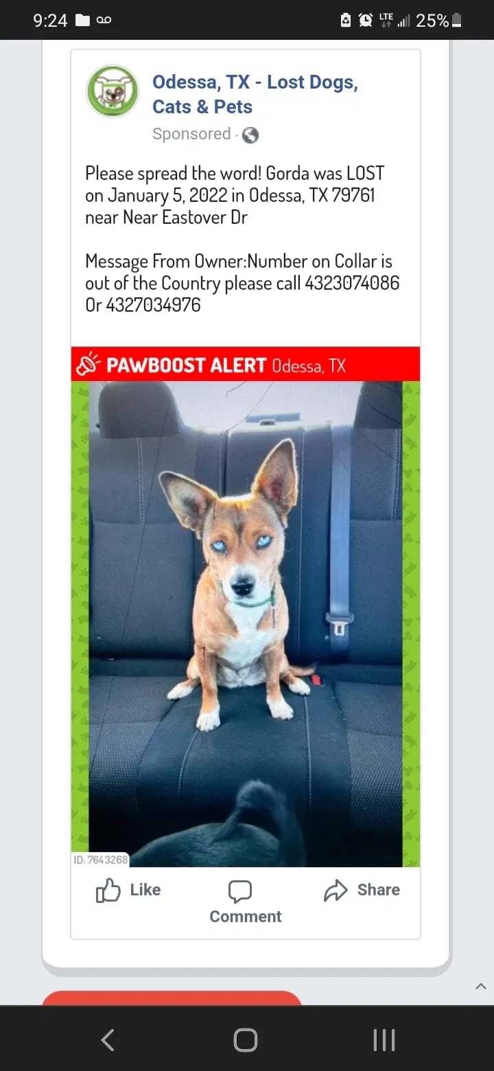 Lost dog in Odessa, TX, 79762