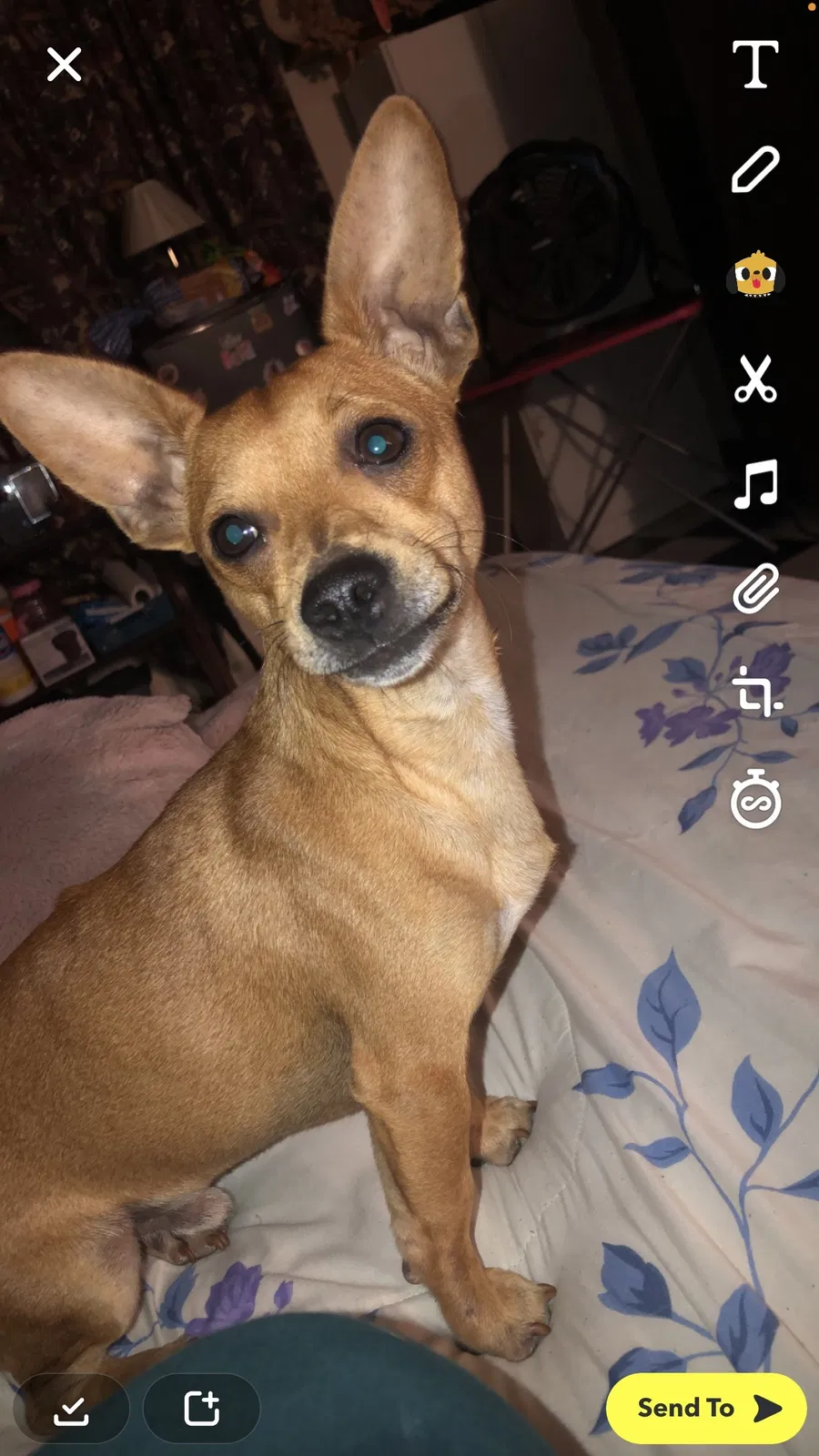 Lost dog in San Antonio, TX, 78237