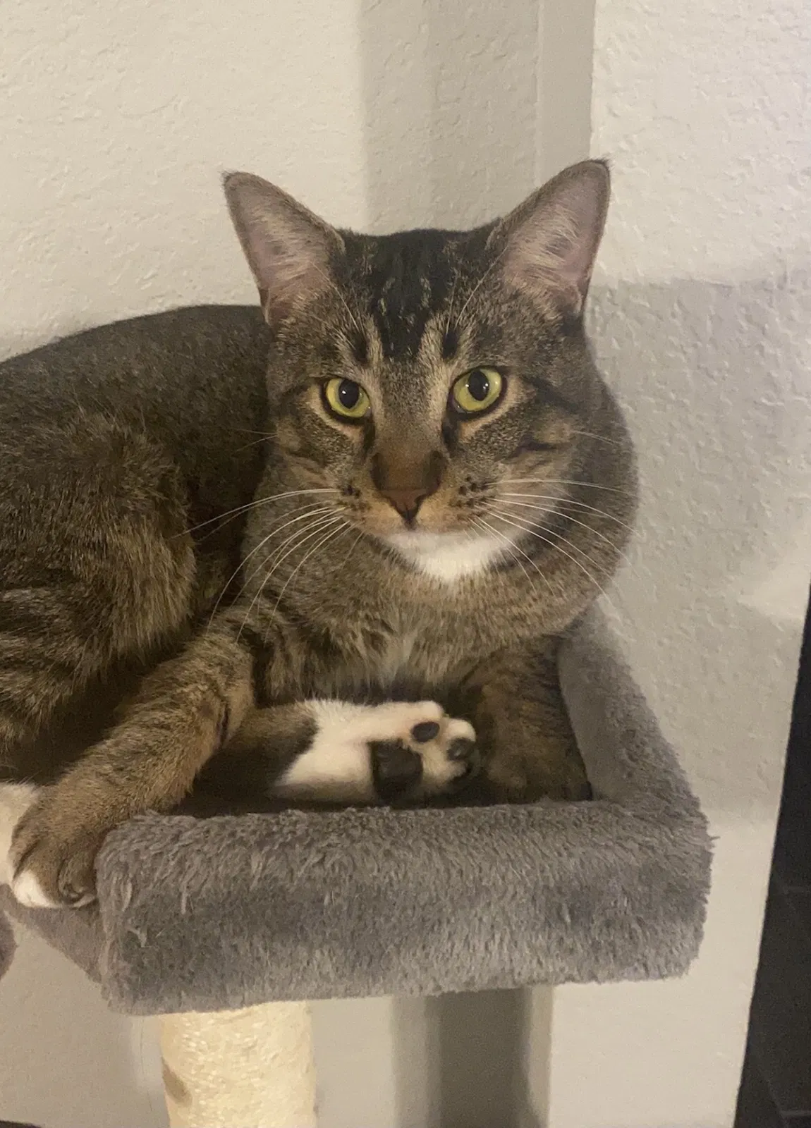 Lost cat in Manassas, VA, 20111