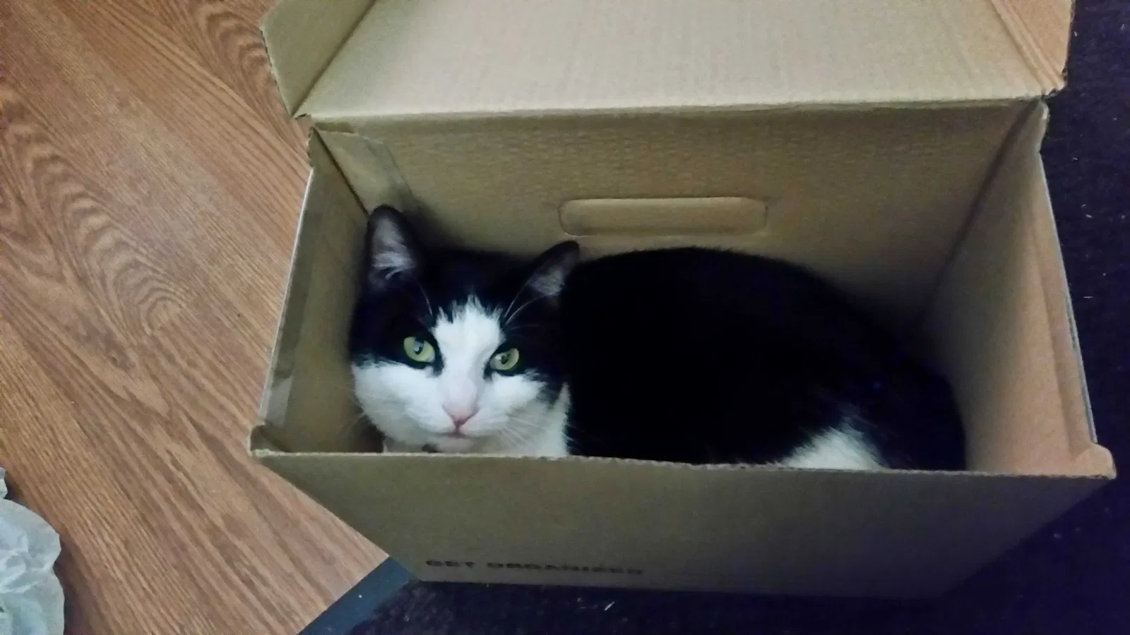 Lost cat in Alabaster, AL, 35007