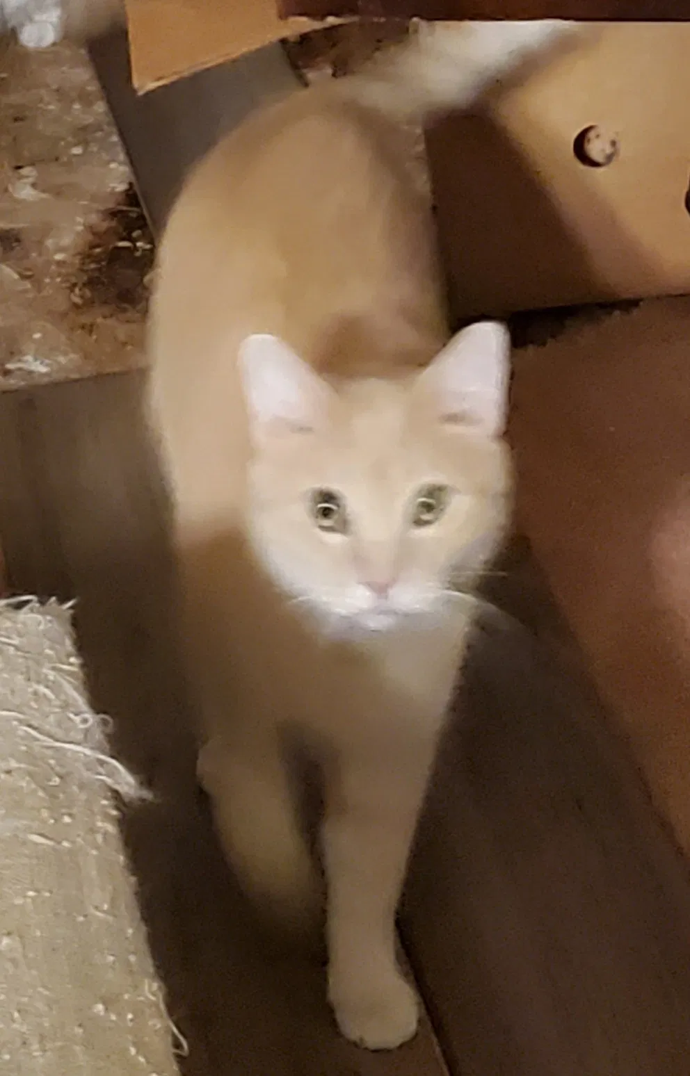 Lost cat in Telford, PA, 18969