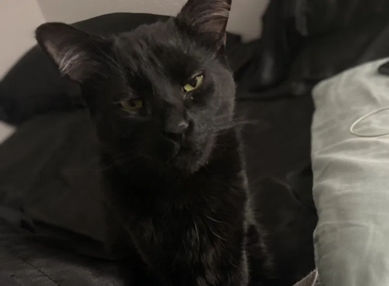 Lost cat in Las Vegas, NV, 89120