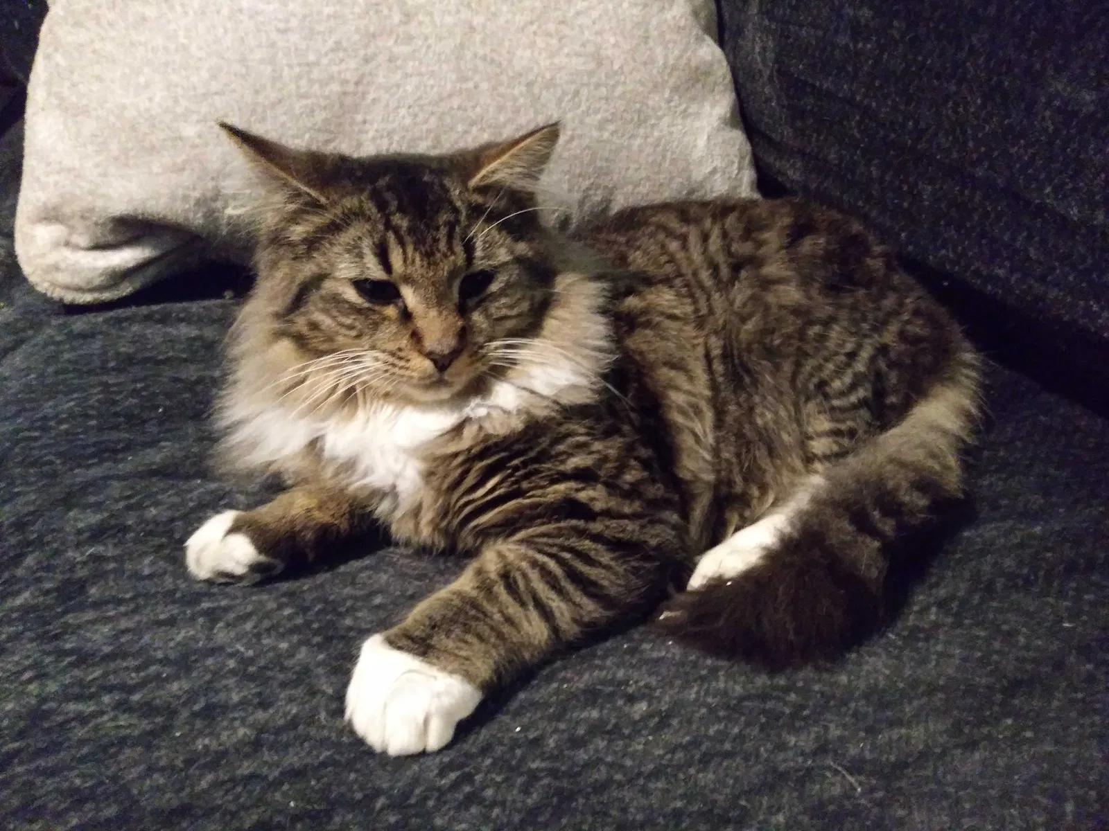 Found cat in Greensboro, NC, 27405