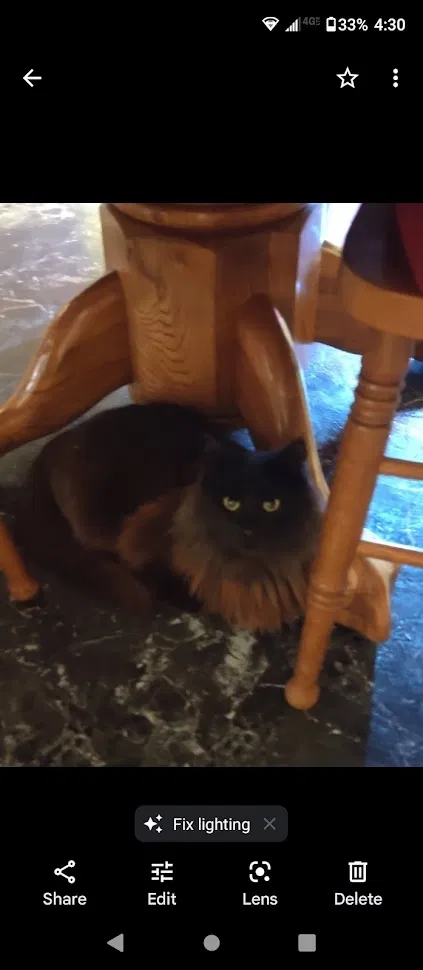 Lost cat in Lillington, NC, 27546