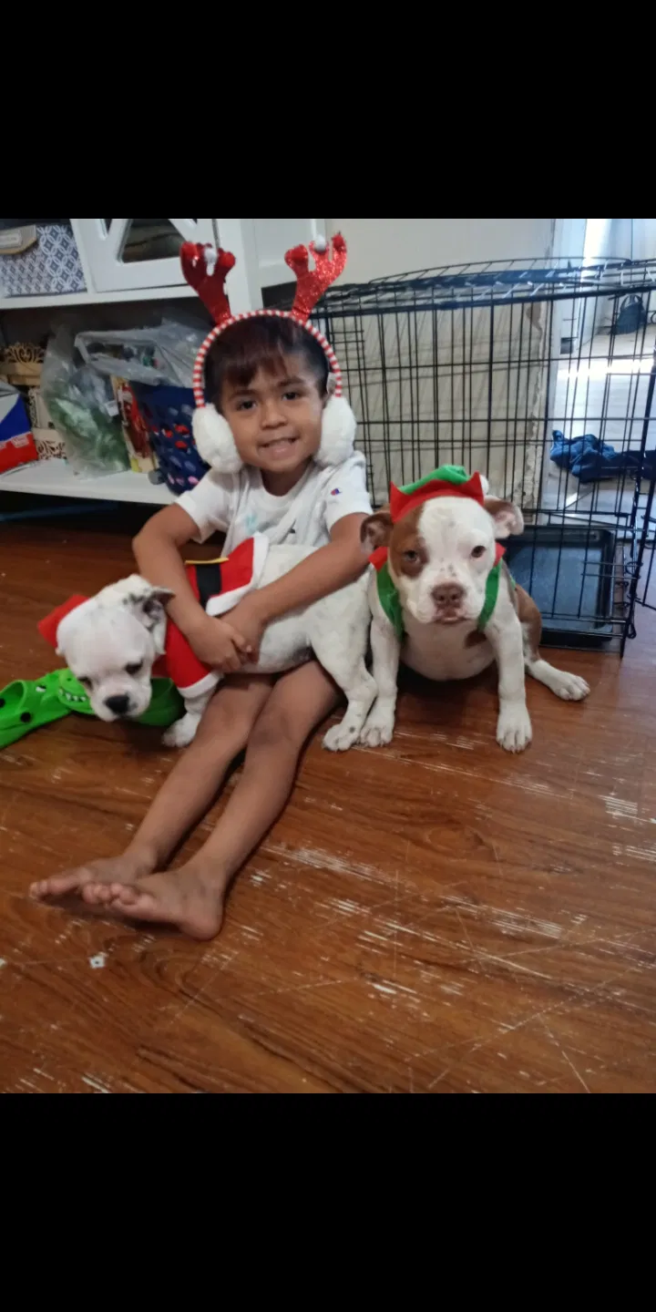 Lost dog in Lake City, AR, 72437