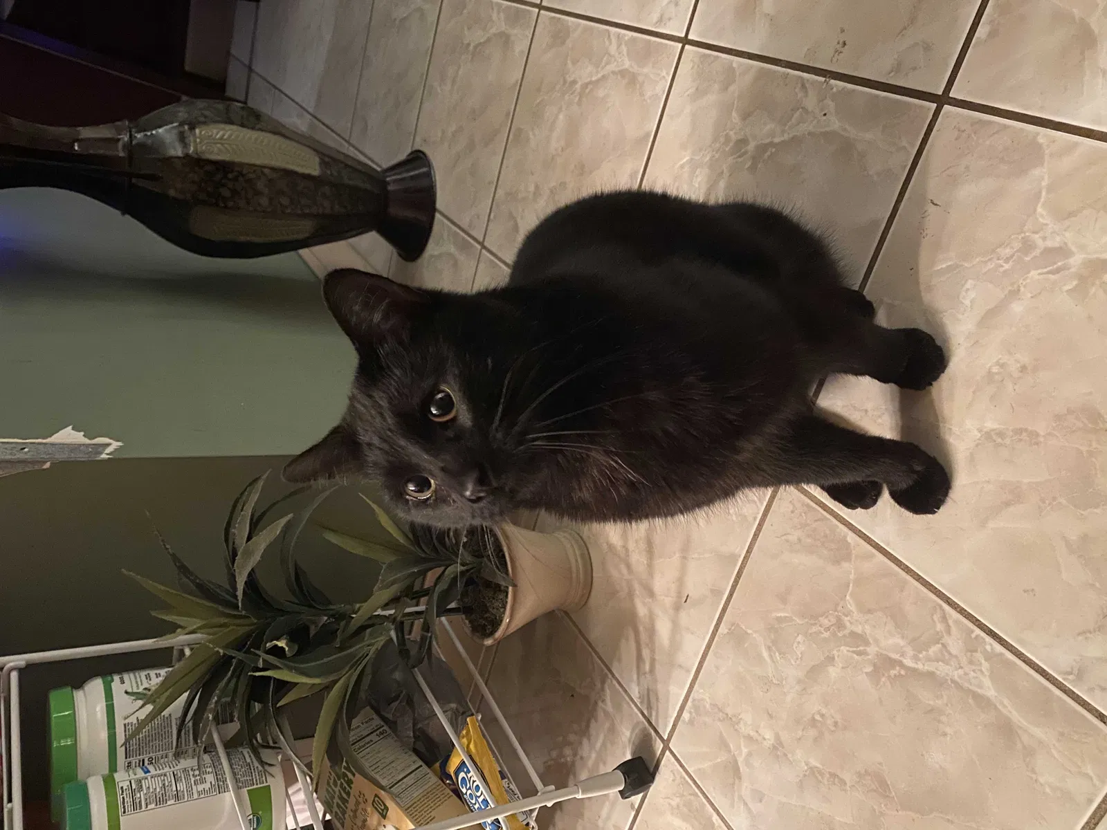 Lost cat in Joliet, IL, 60433