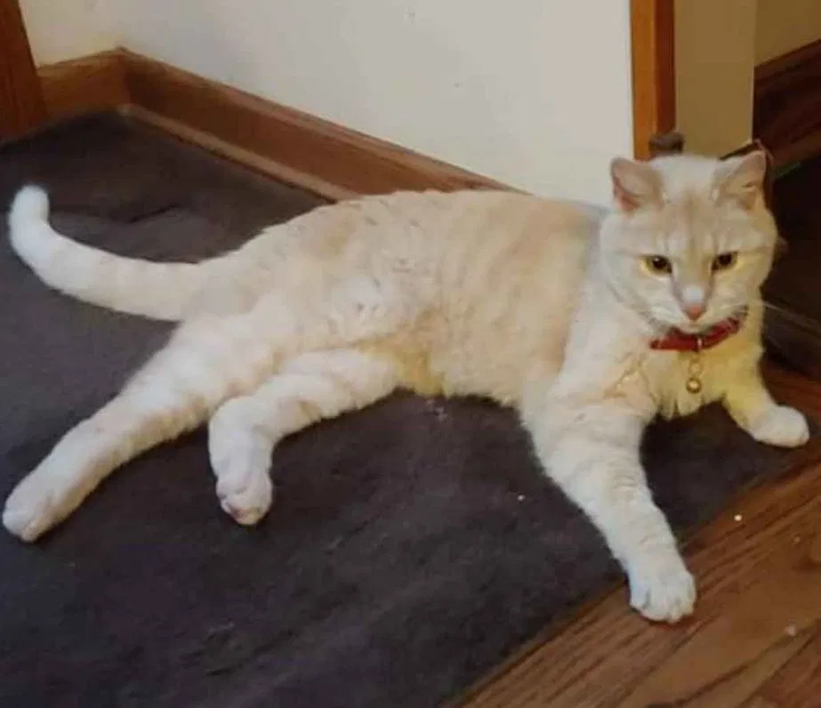 Lost cat in Warrenville, IL, 60555