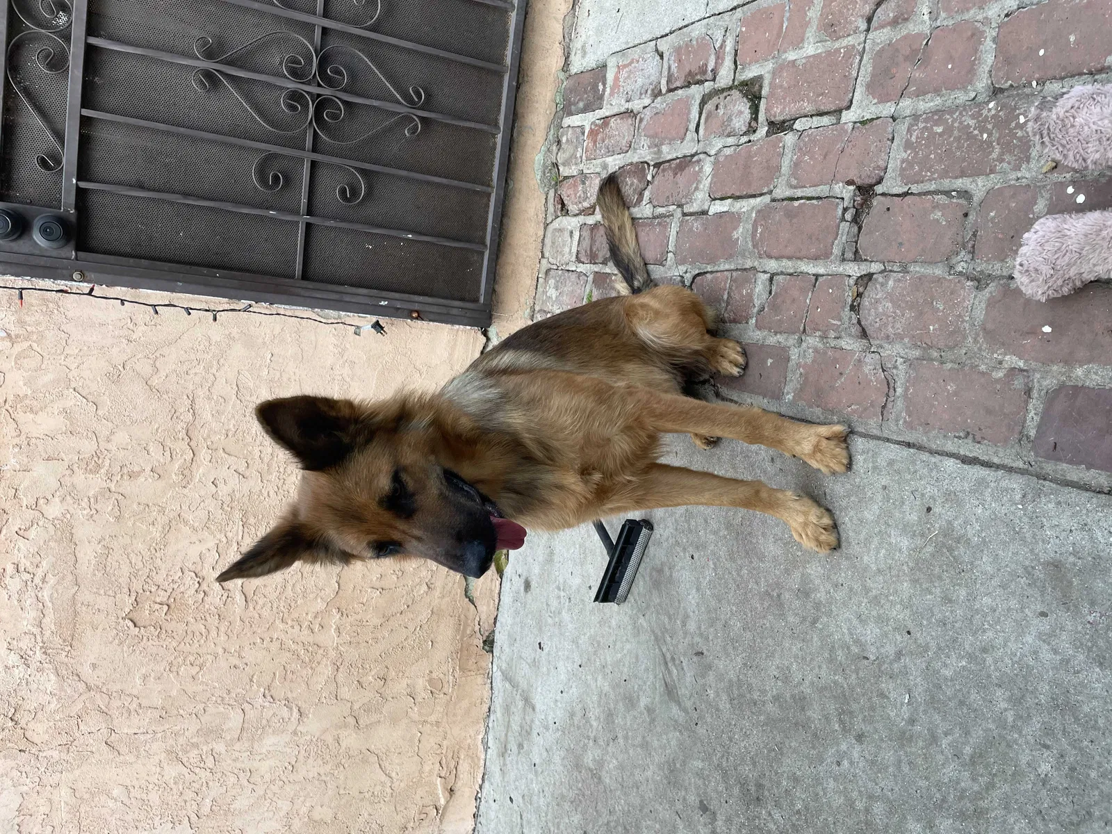 Lost dog in San Diego, CA, 92113