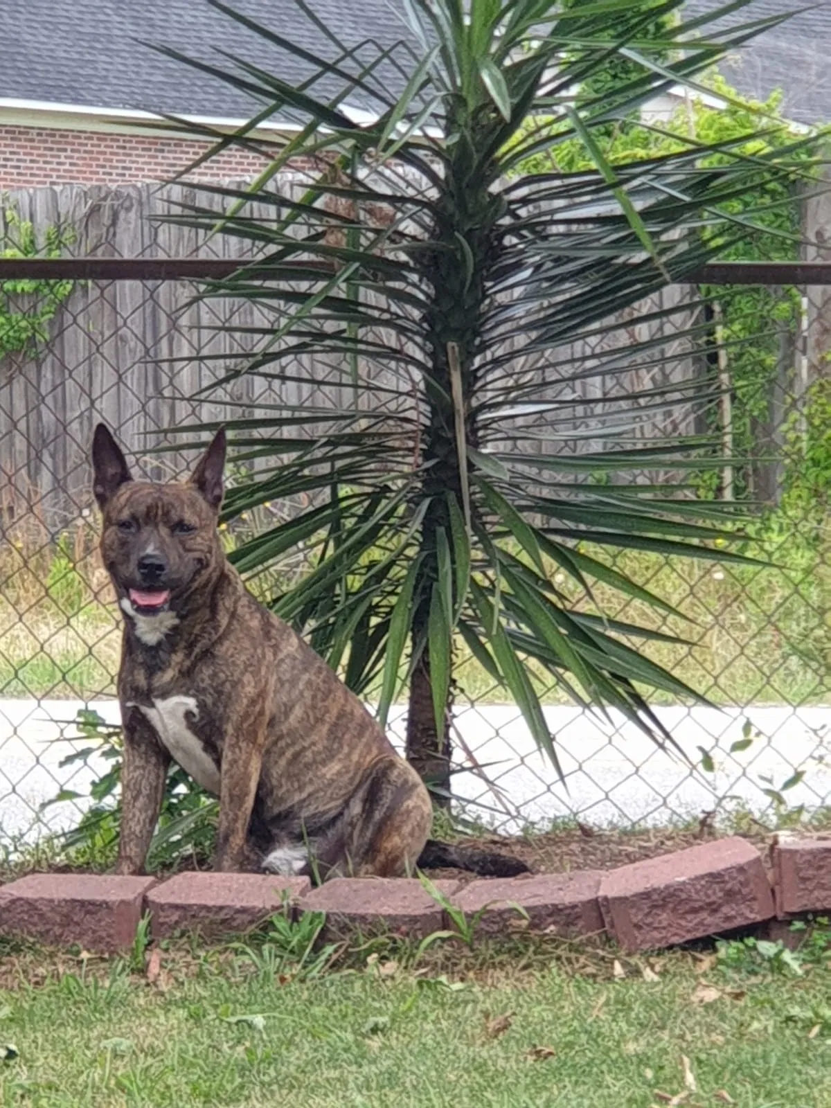 Lost dog in Fayetteville, NC, 28304
