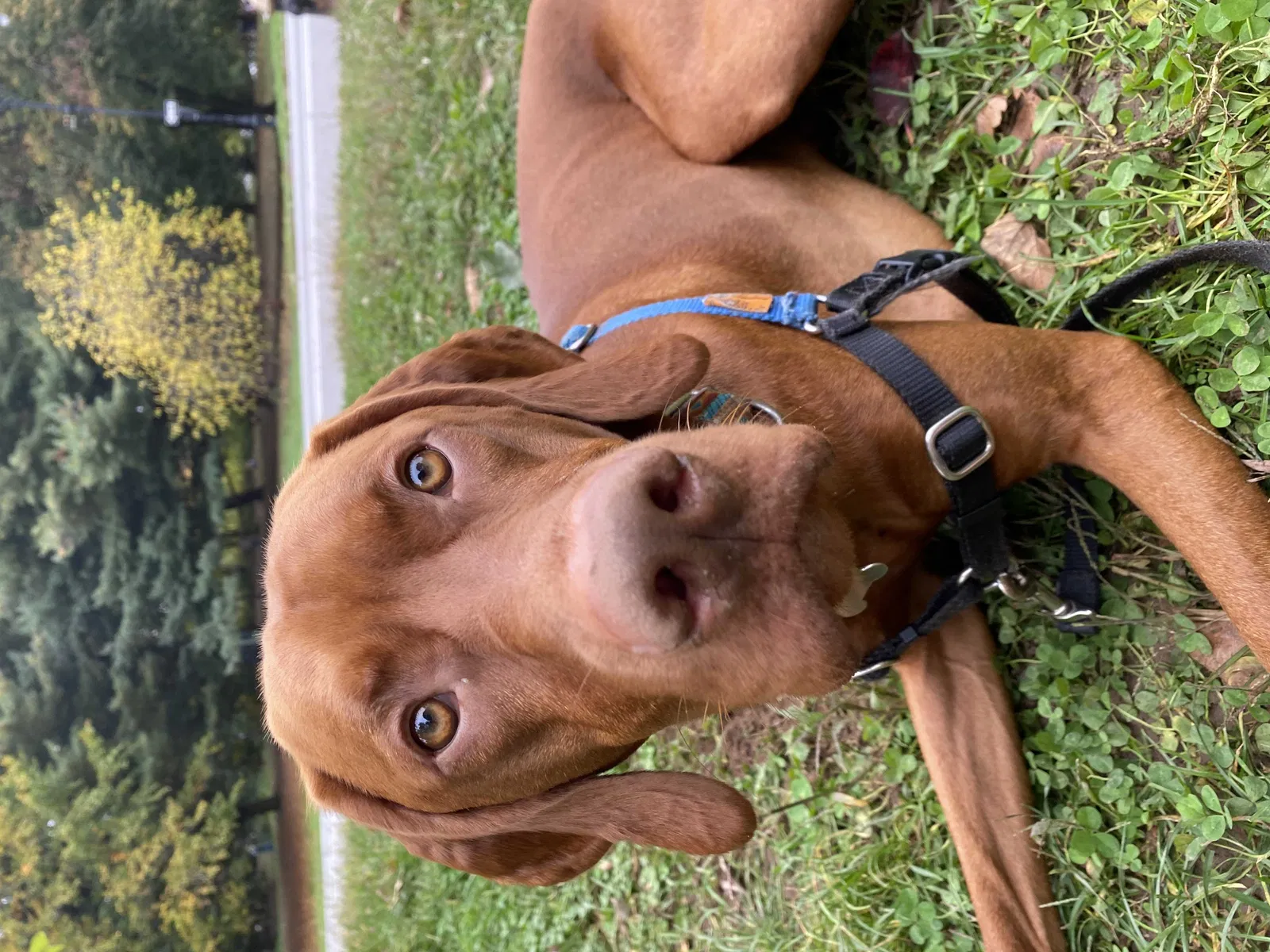 Lost dog in Portland, OR, 97203