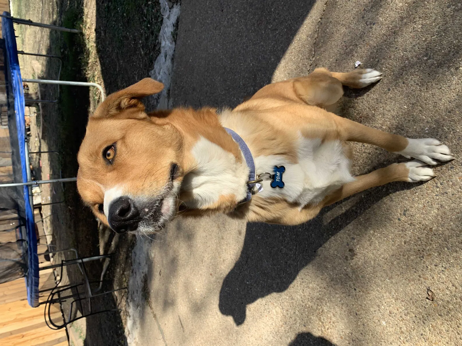 Lost dog in Fort Worth, TX, 76115