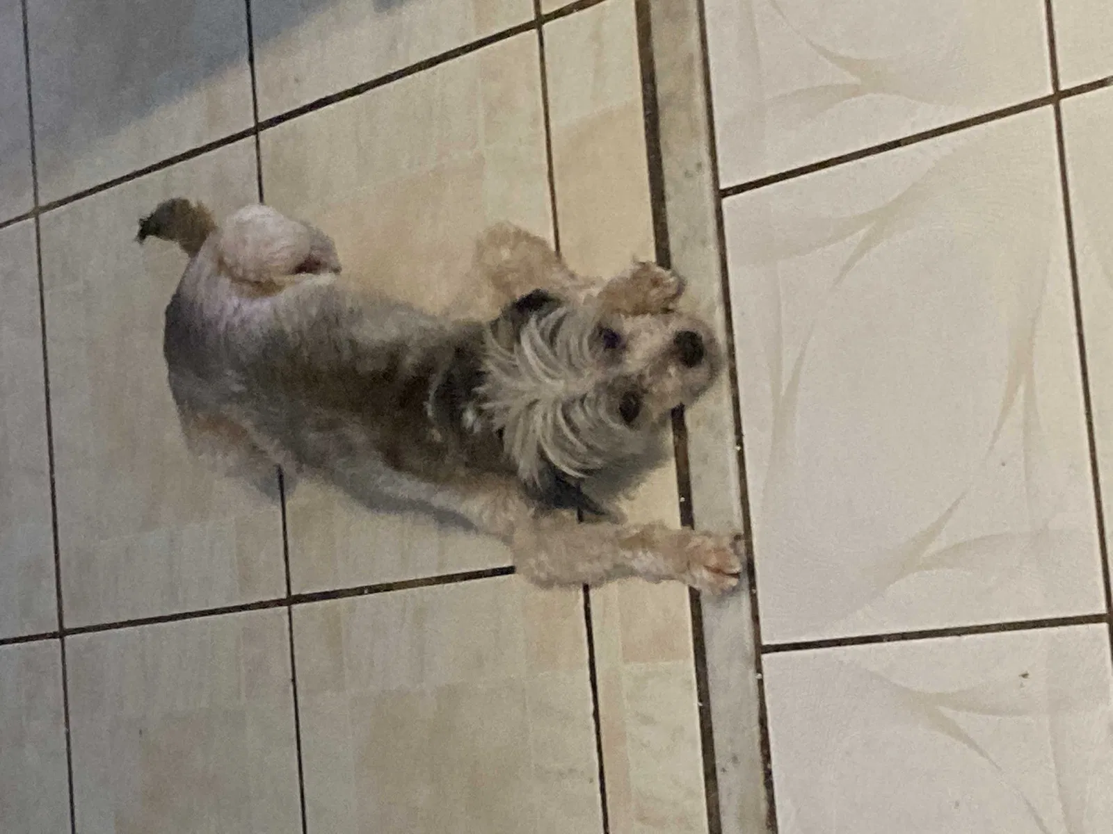 Lost dog in Miami, FL, 33177