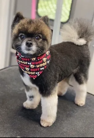 Lost dog in San Antonio, TX, 78254