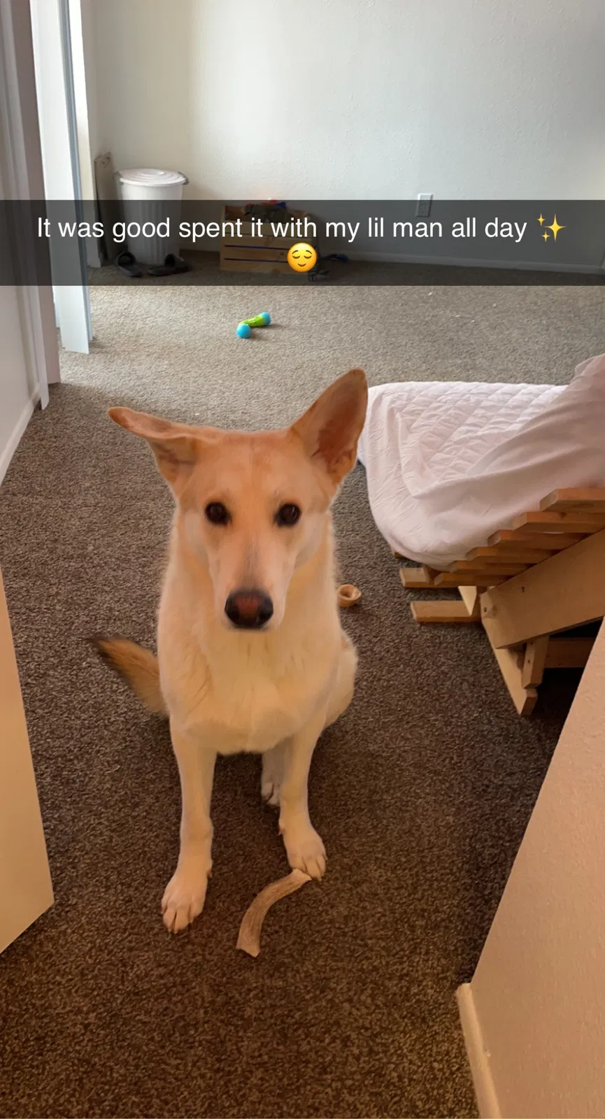 Lost dog in Albuquerque, NM, 87105