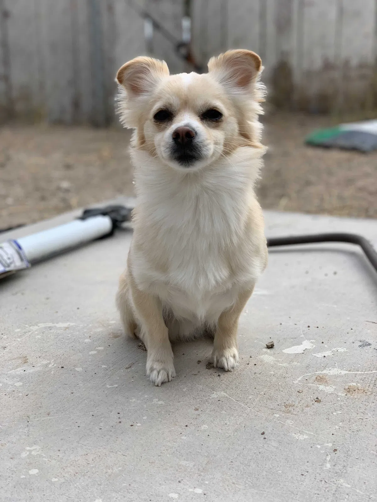 Lost dog in North Las Vegas, NV, 89030