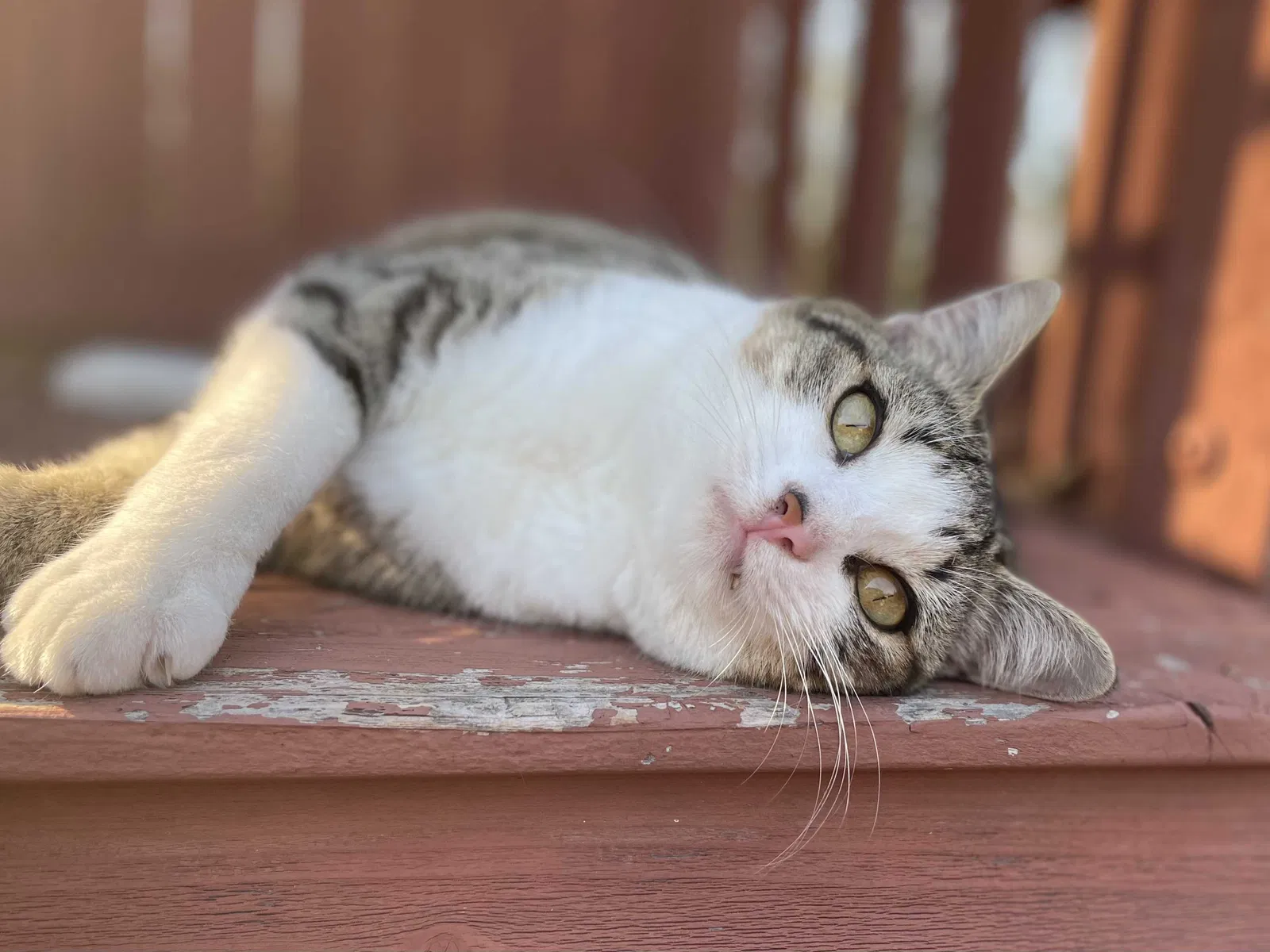 Lost cat in Ellabell, GA, 31308