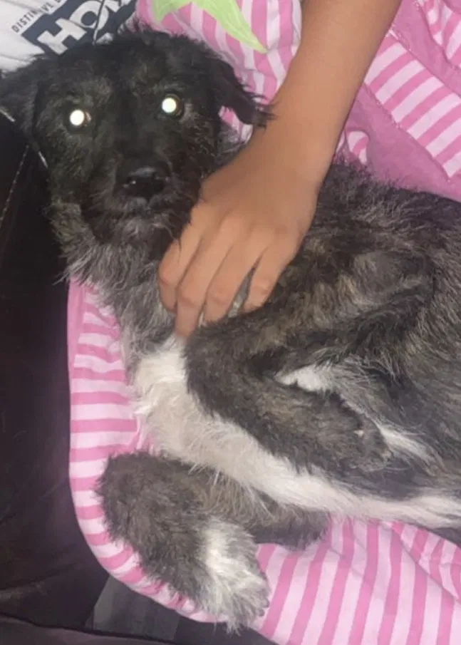 Lost dog in Mesa, AZ, 85204