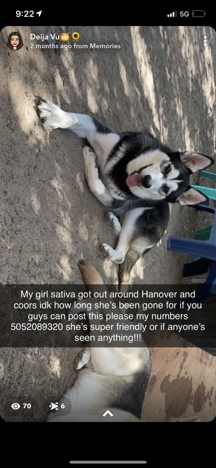 Lost dog in Albuquerque, NM, 87105