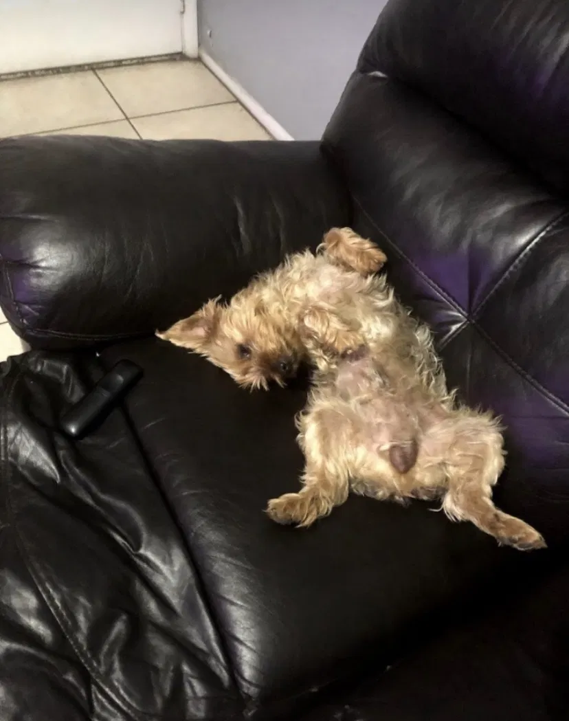 Lost dog in Mesa, AZ, 85204
