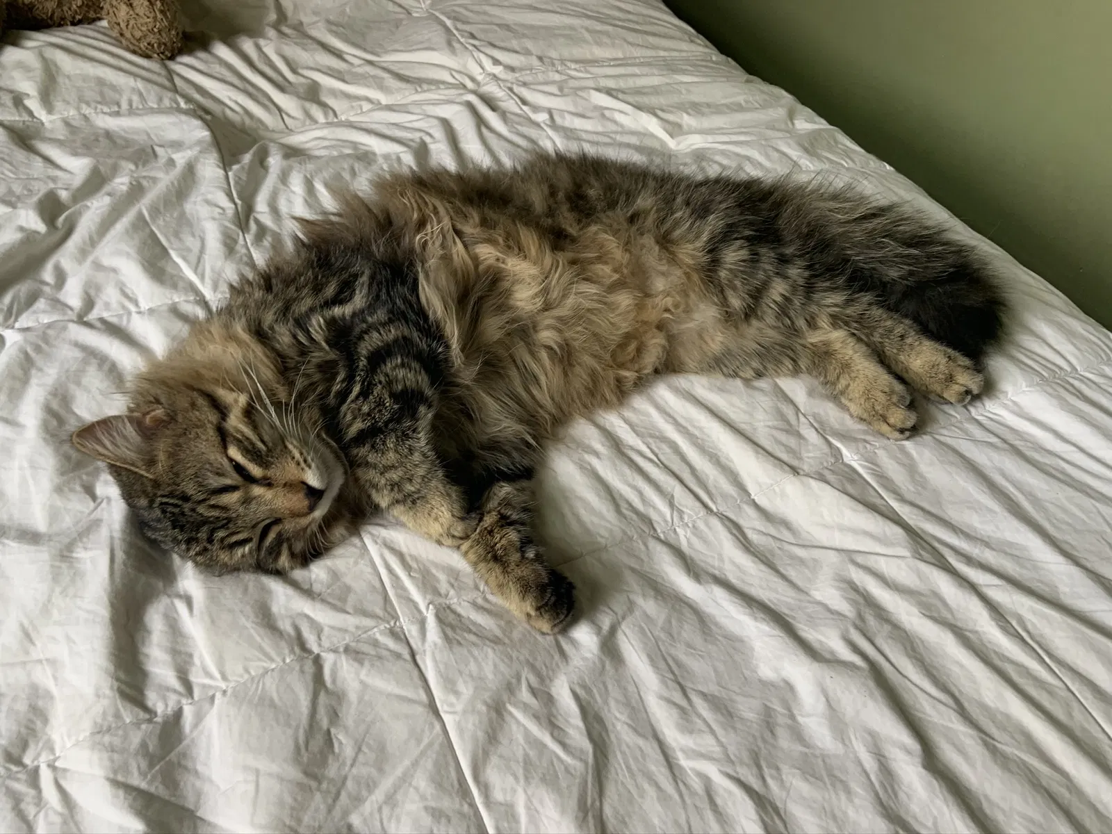 Lost cat in Fox River Grove, IL, 60021