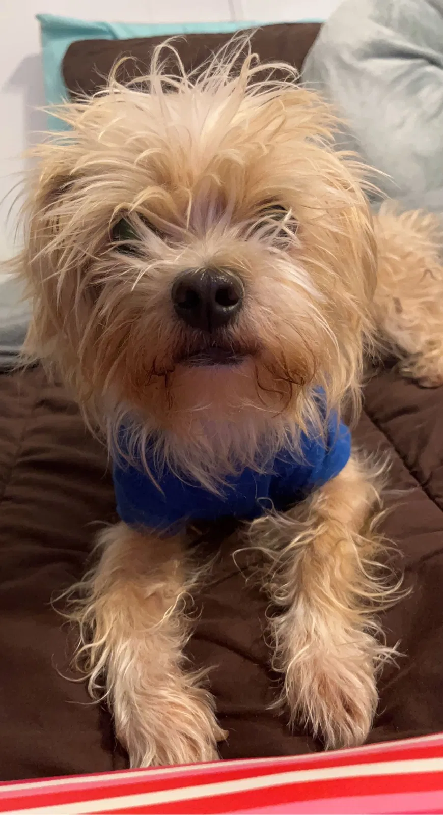 Lost dog in Estancia, NM, 87016
