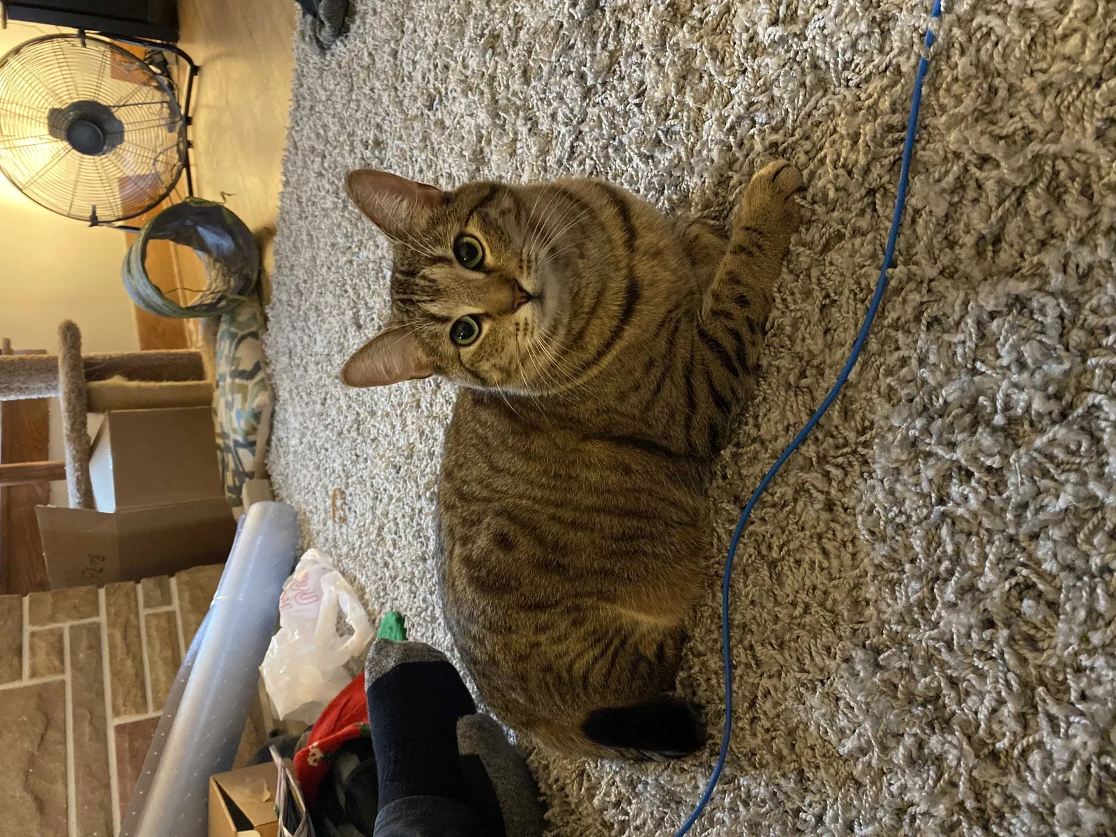 Lost cat in Cuyahoga Falls, OH, 44221