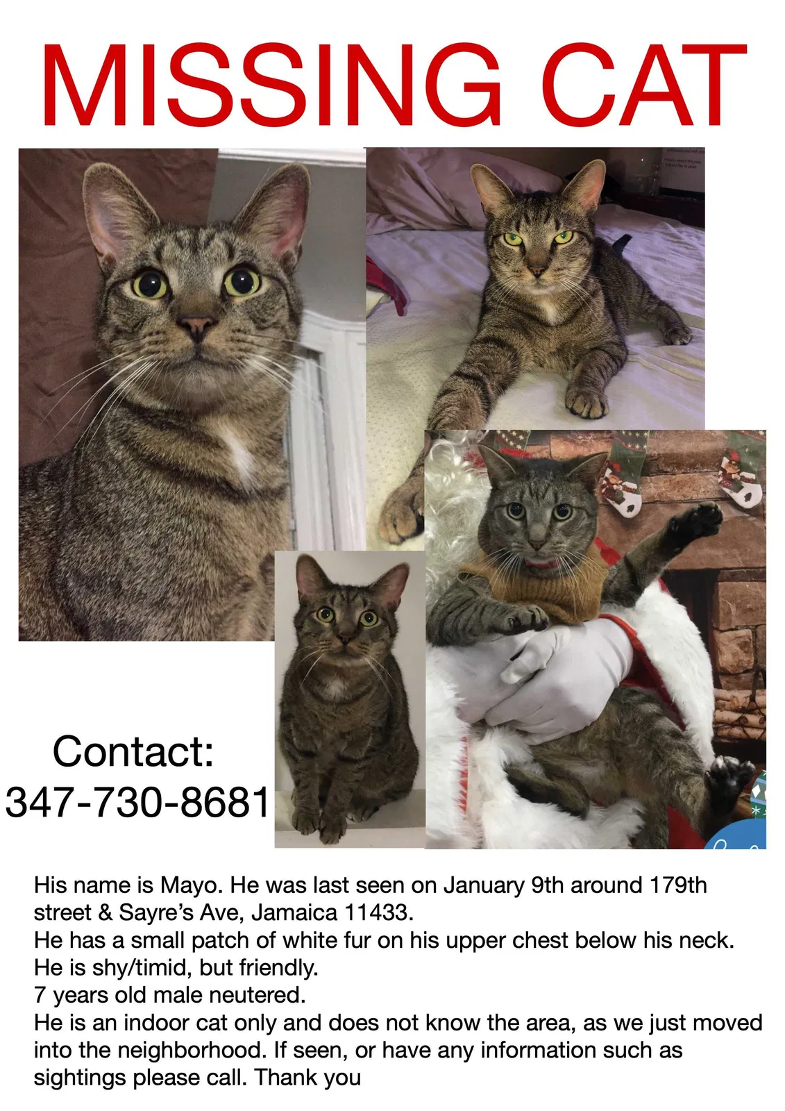 Lost cat in Jamaica, NY, 11433