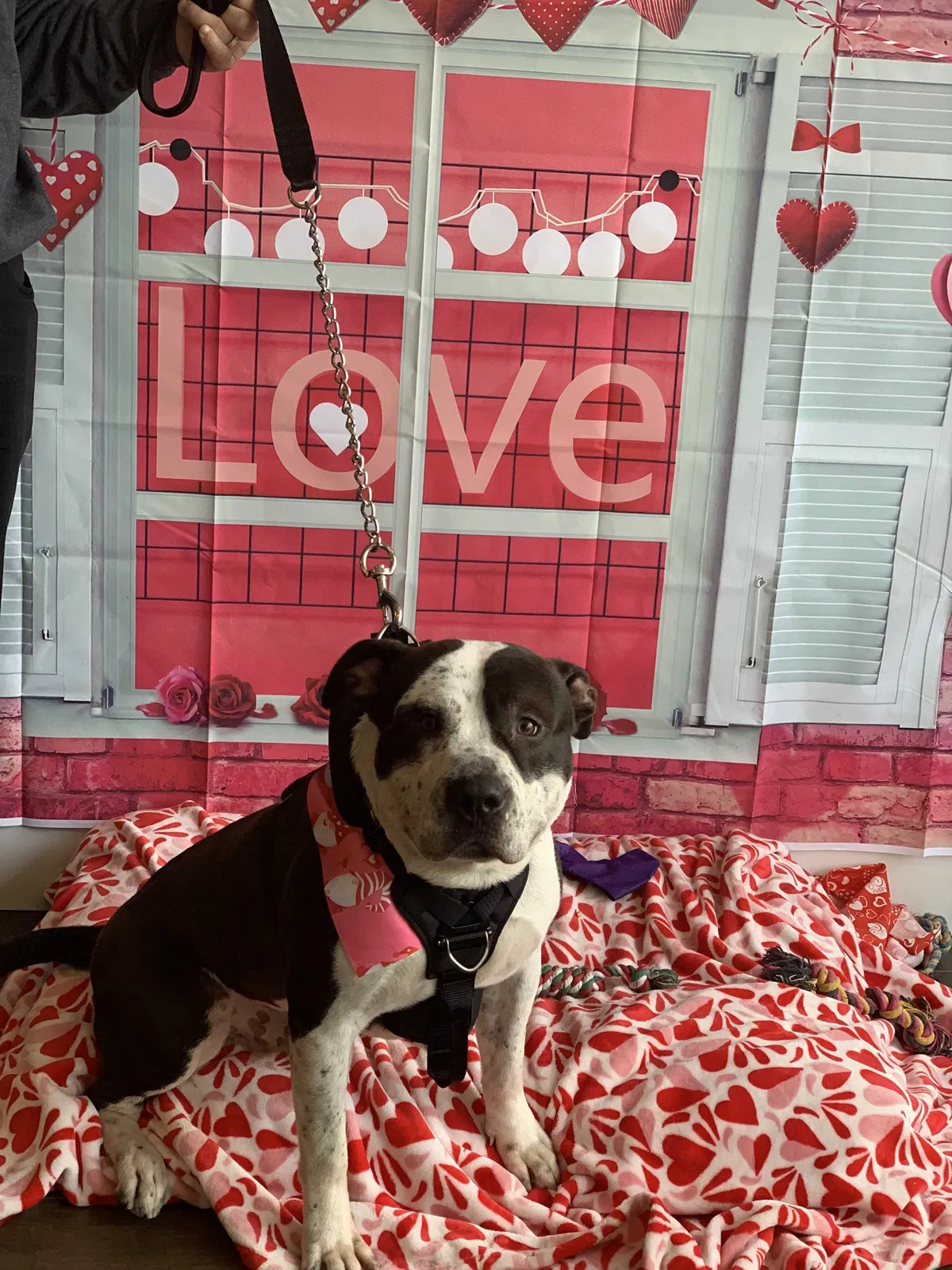 Lost dog in Stratford, CT, 6614