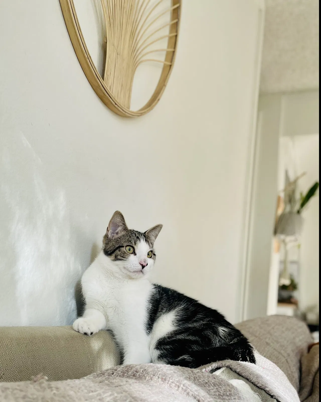 Lost cat in Brea, CA, 92821