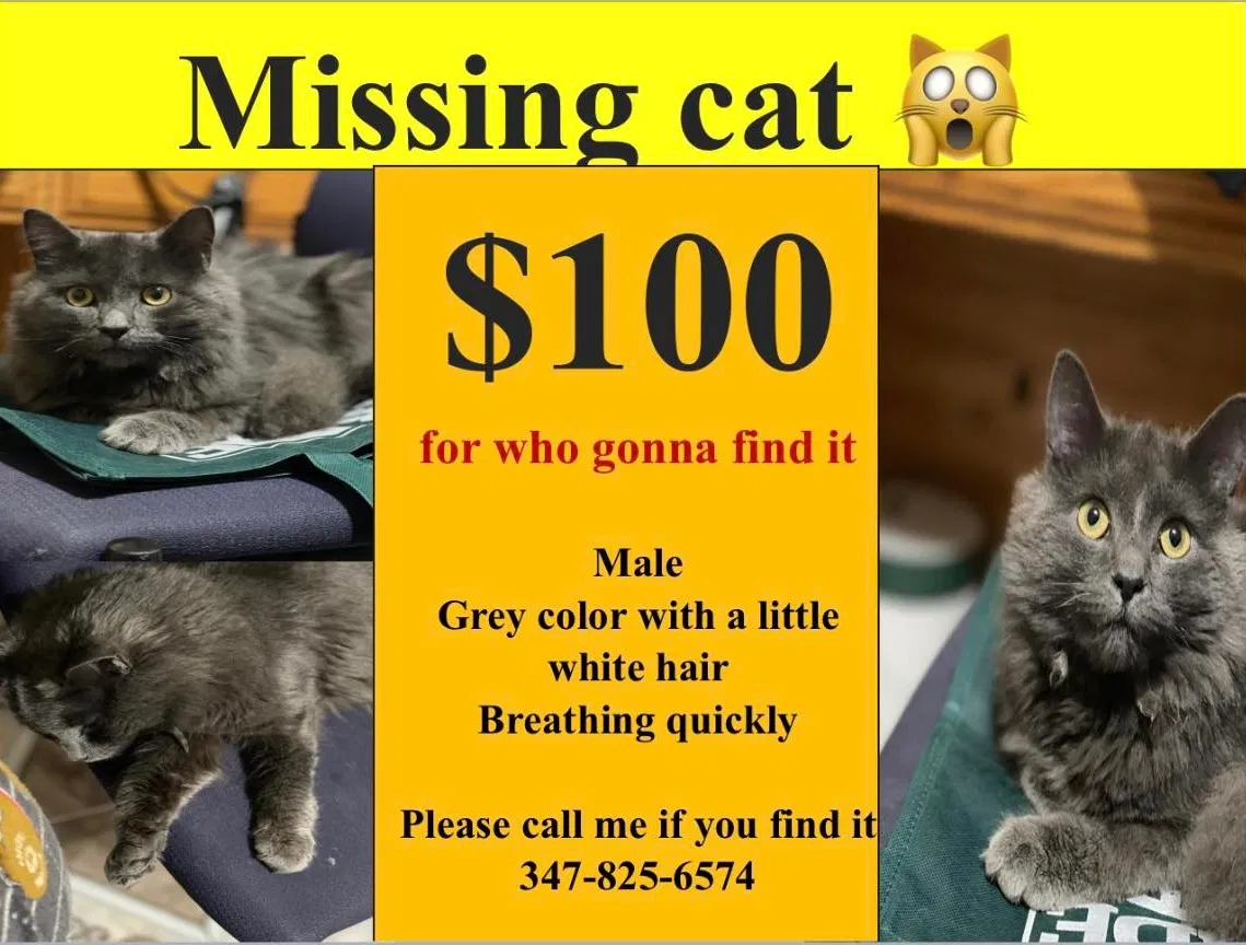 Lost cat in Bronx, NY, 10460