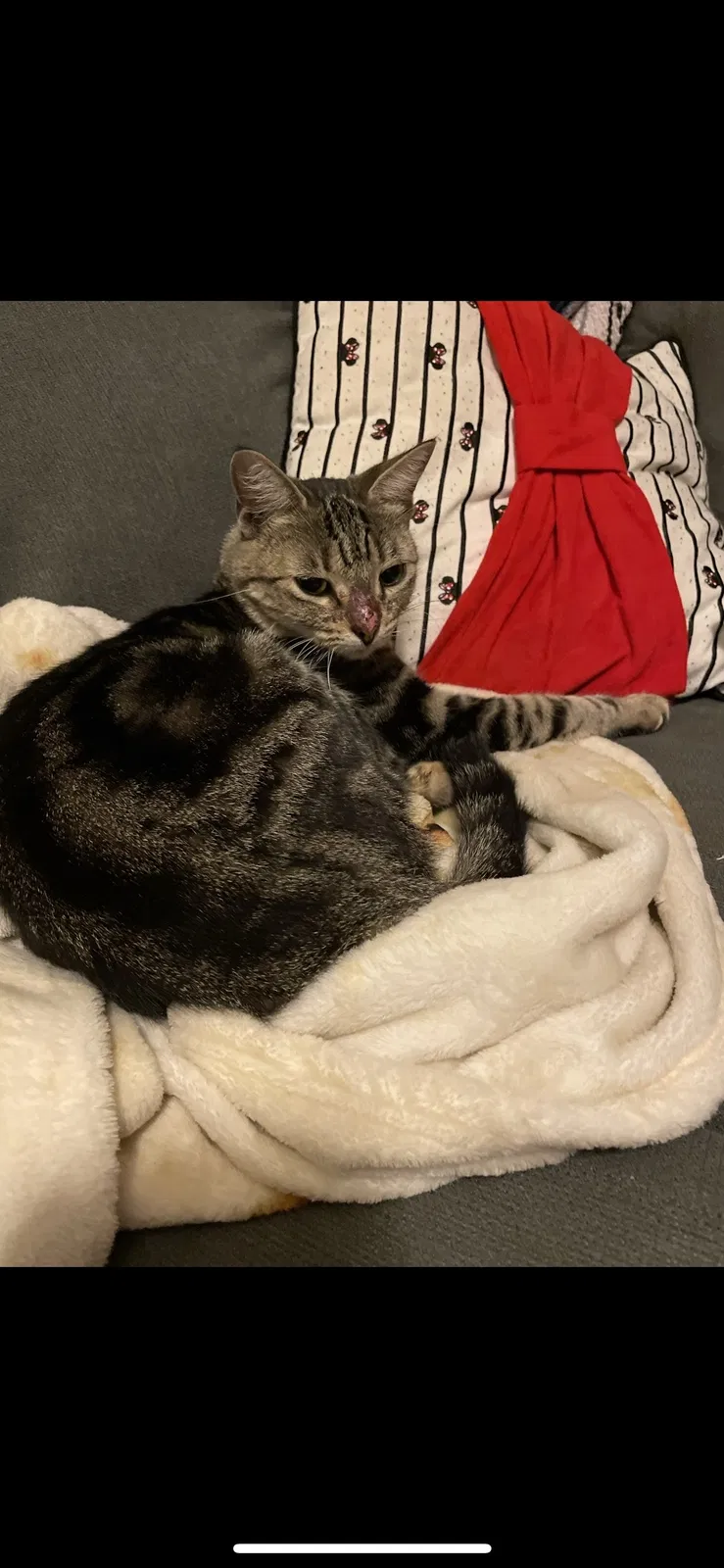 Lost cat in Fresno, CA, 93720