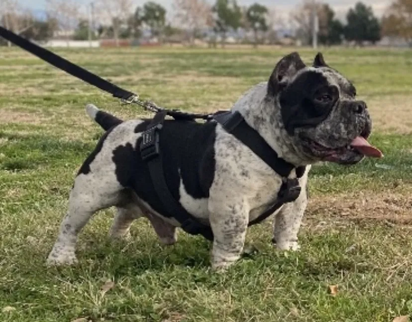 Lost dog in San Bernardino, CA, 92410
