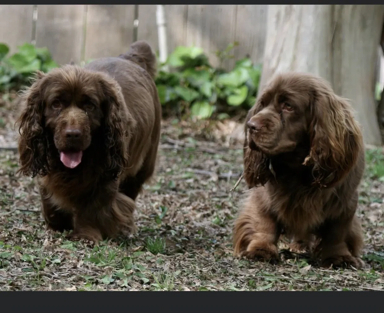 Lost dog in Carrollton, TX, 75006