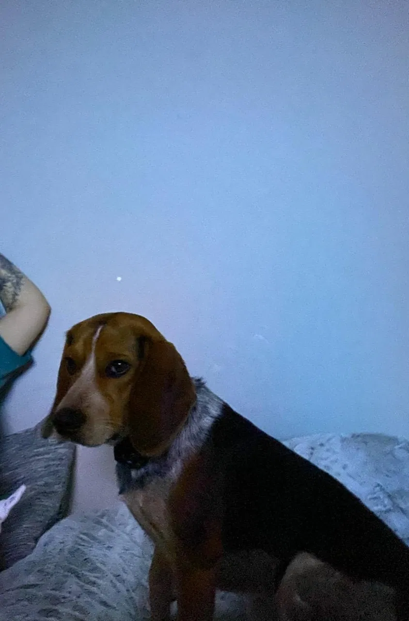 Lost dog in Clarksville, TN, 37042