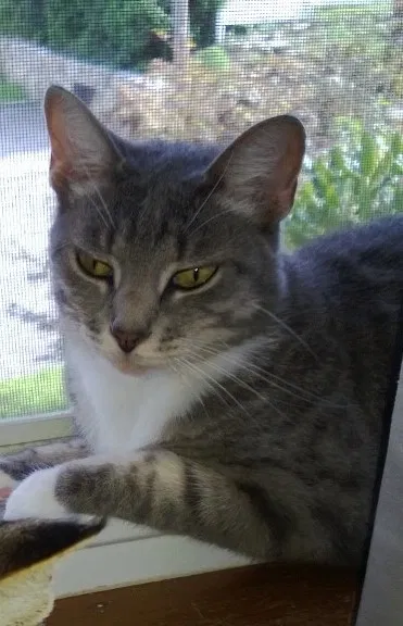 Lost cat in Cumberland, RI, 2864
