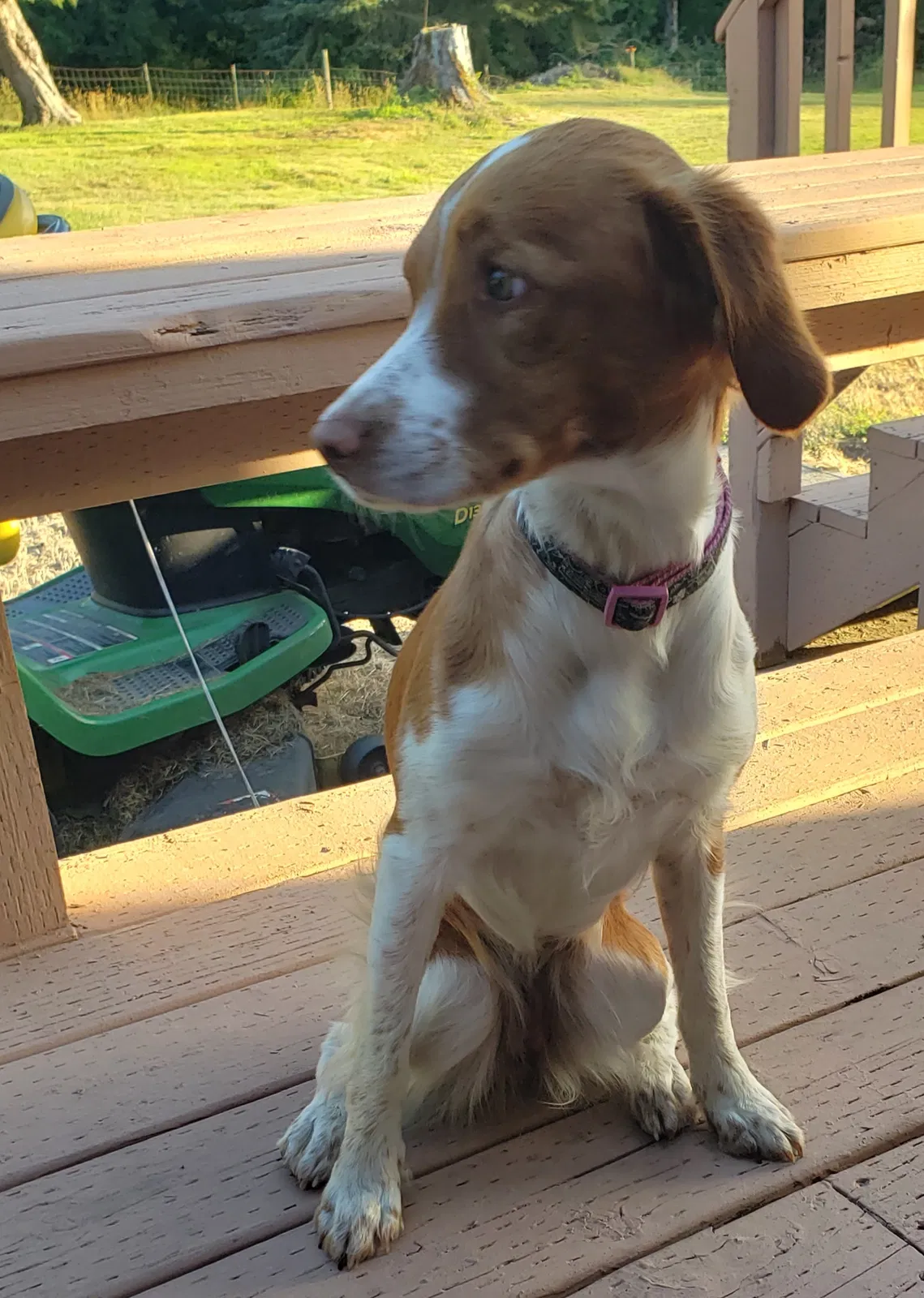 Lost dog in Centralia, WA, 98531