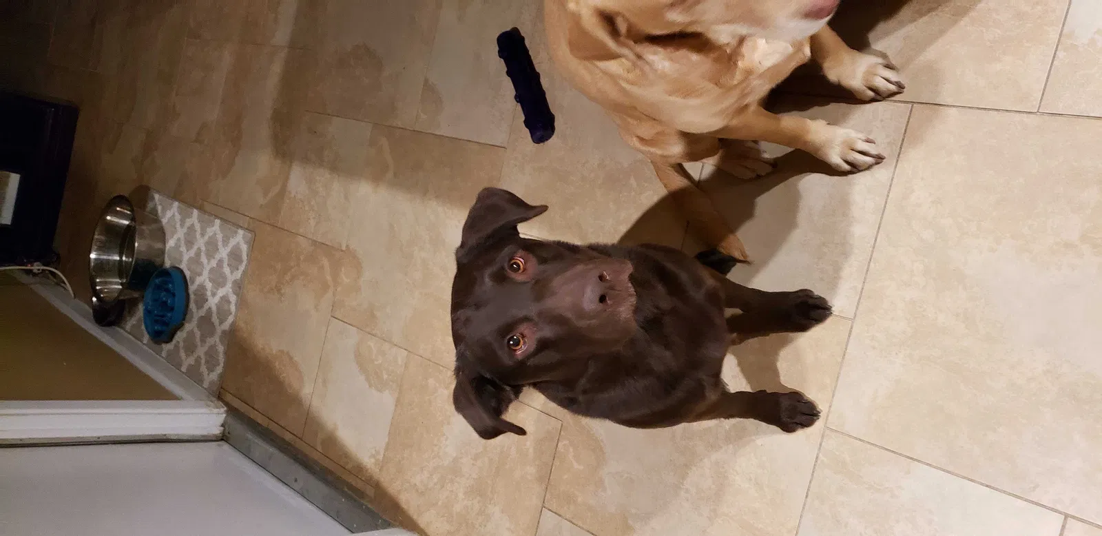 Lost dog in Phoenix, AZ, 85023