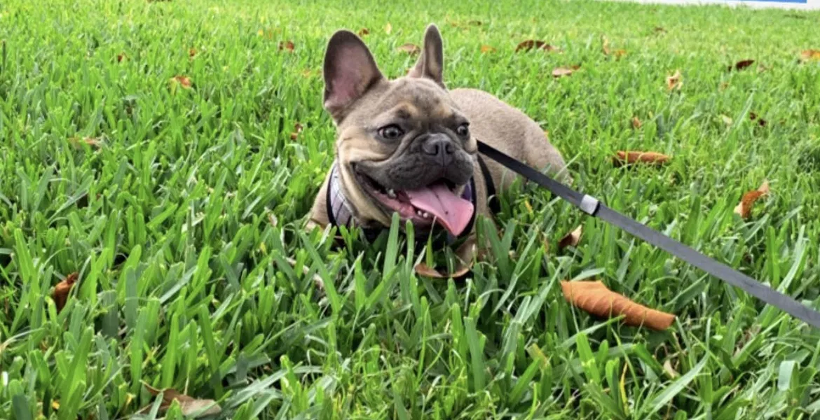 Lost dog in Hialeah, FL, 33010