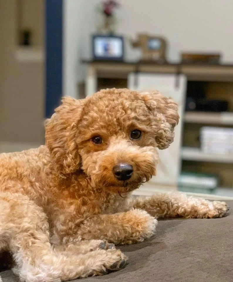 Lost dog in Tacoma, WA, 98405