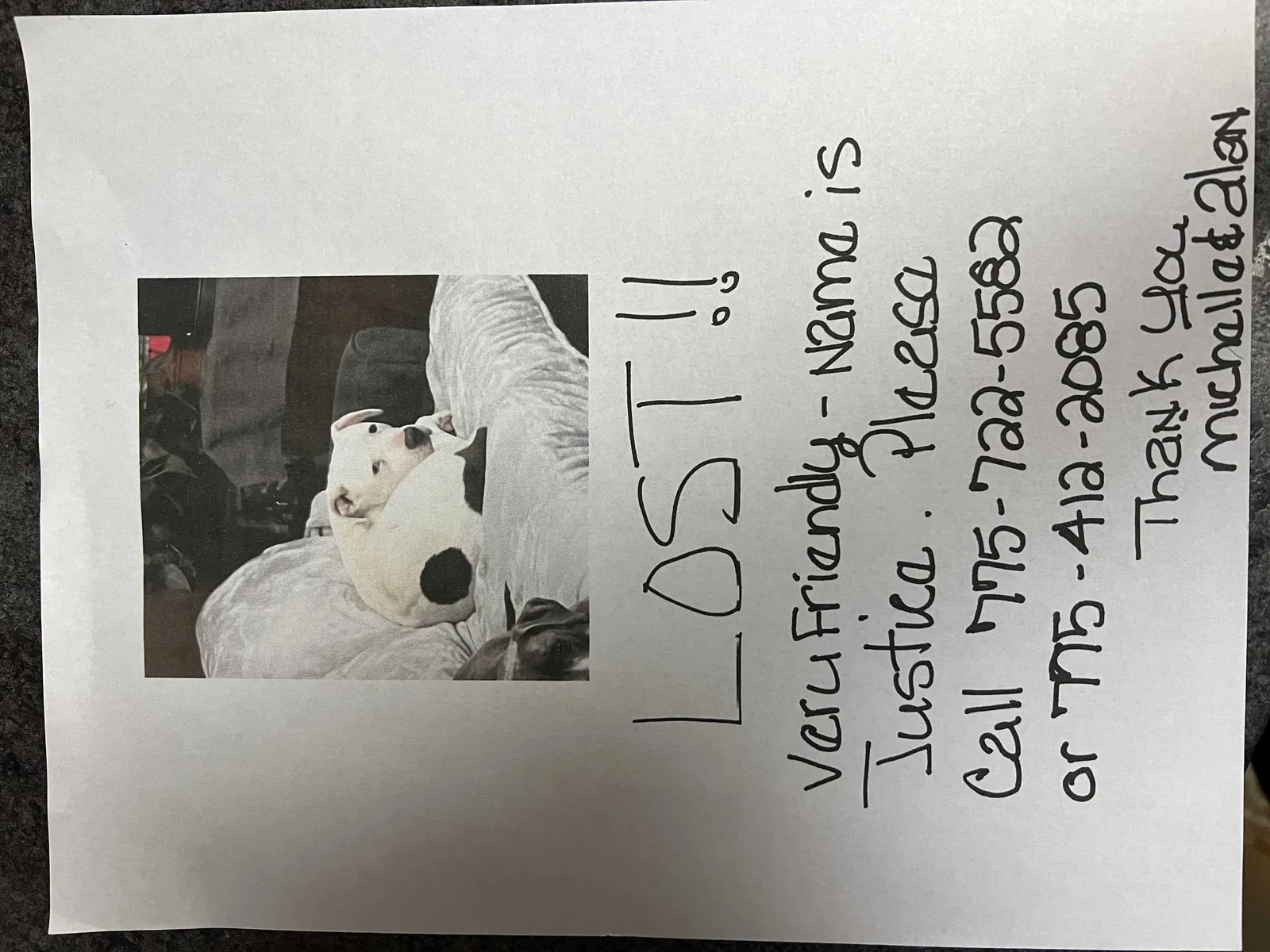 Lost dog in Portola, CA, 96122