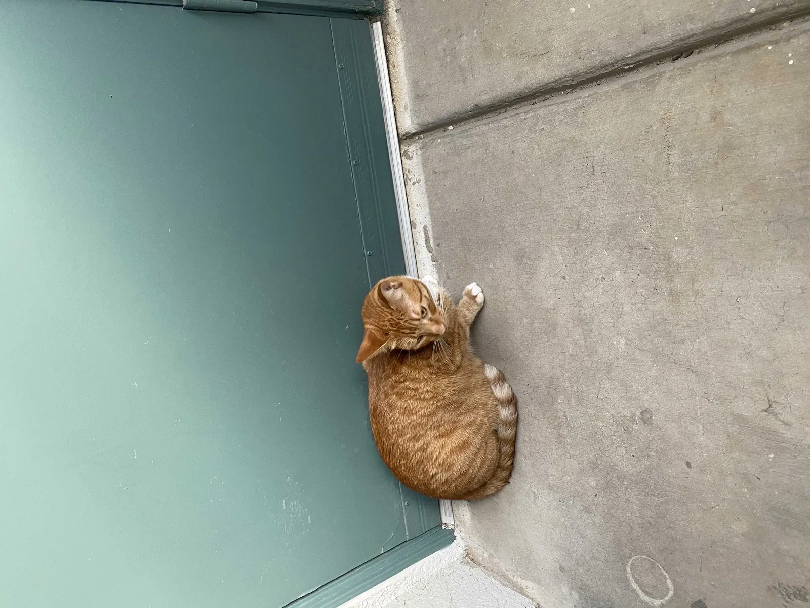 Lost cat in Henderson, NV, 89011